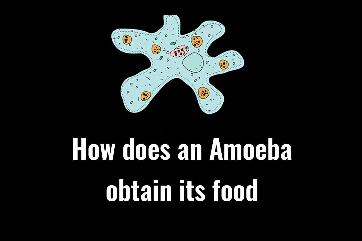how does an amoeba obtain its food